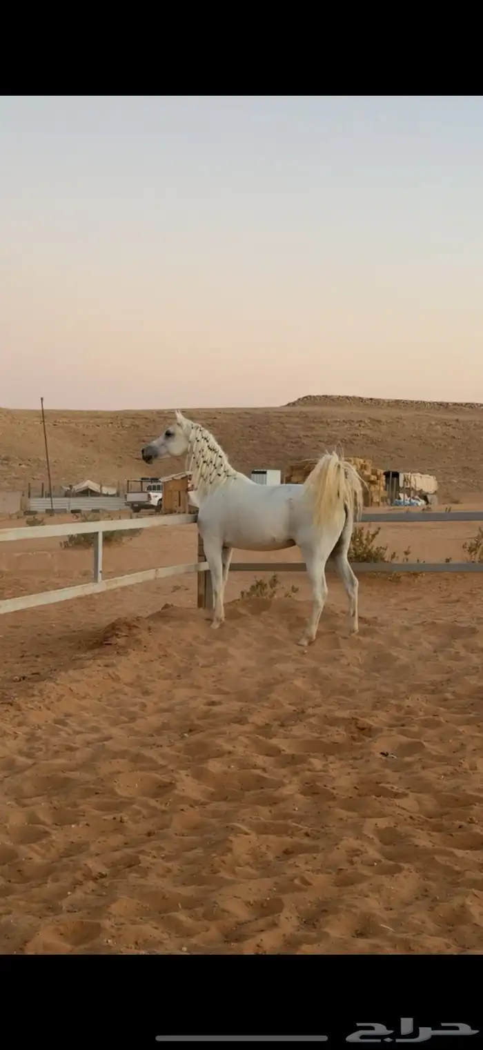 فرس شعبيه شيخه 0