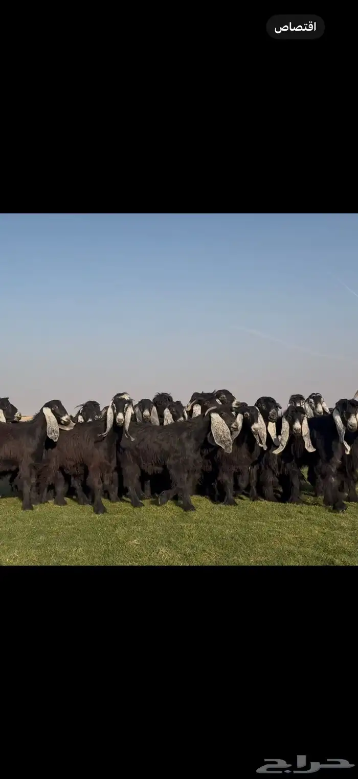 مراح عوارض فاااخره جذعات ثنوات اغلبها 4