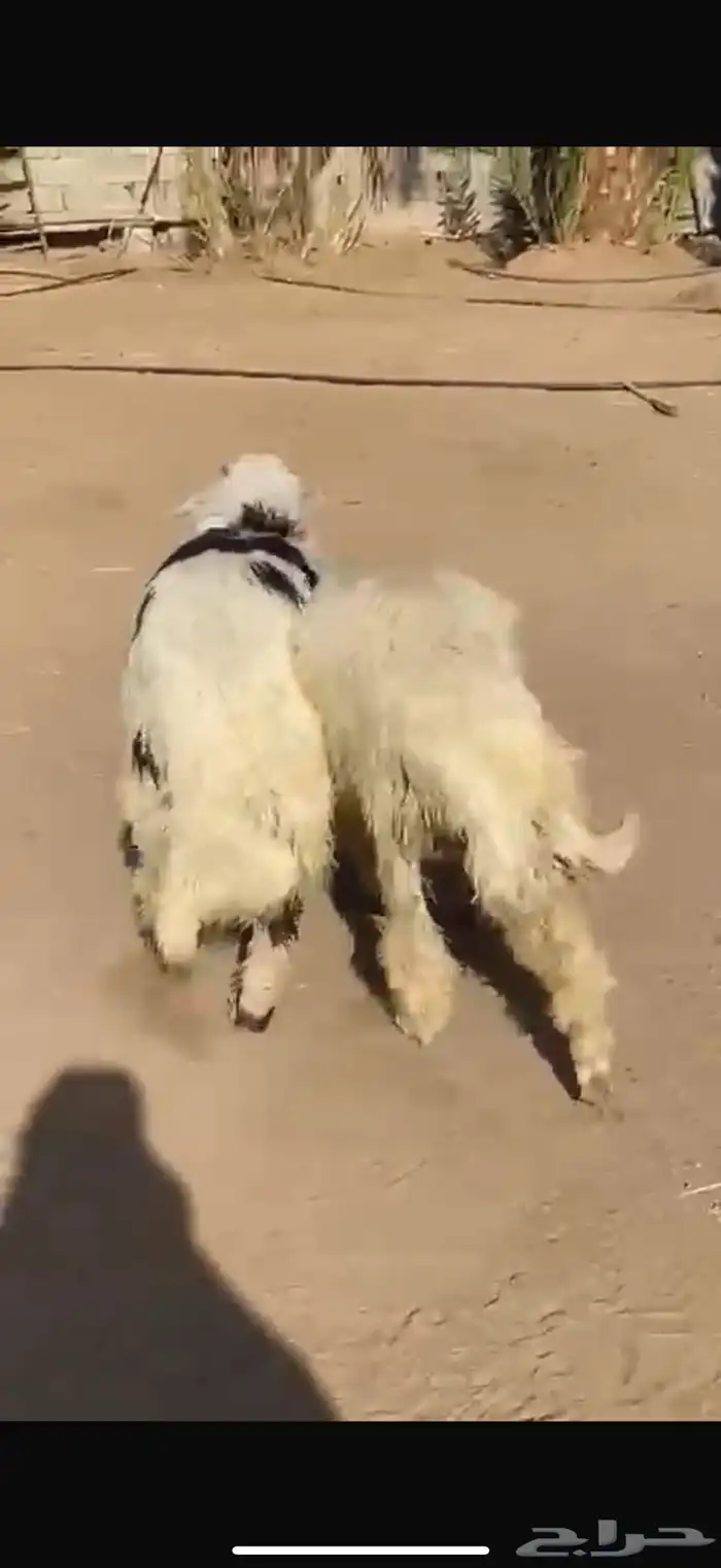 خرافات للبيع 0