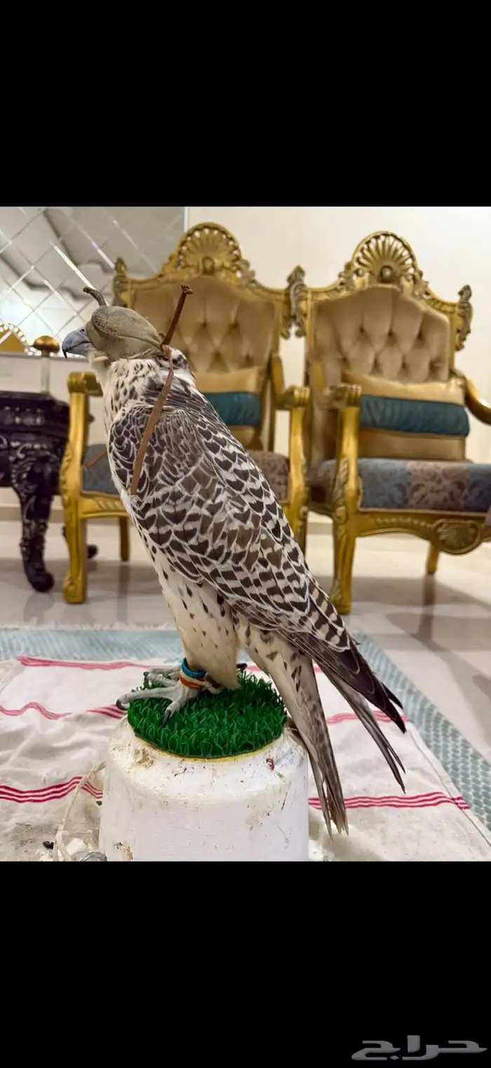 للبيع قرموشه 6