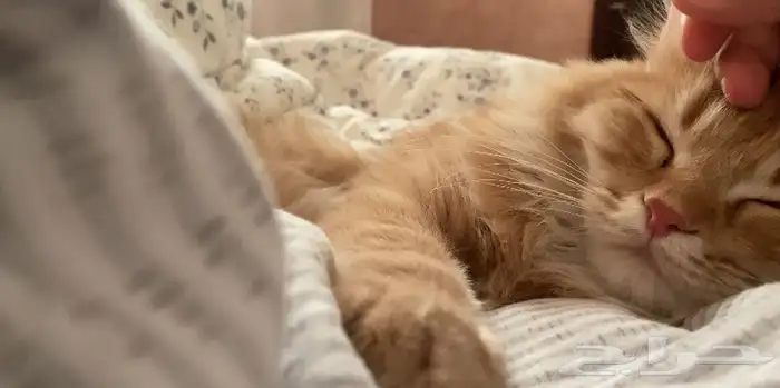 قط شيرازي برتقالي للتبني سبع شهور 1