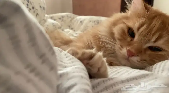 قط شيرازي برتقالي للتبني سبع شهور 0