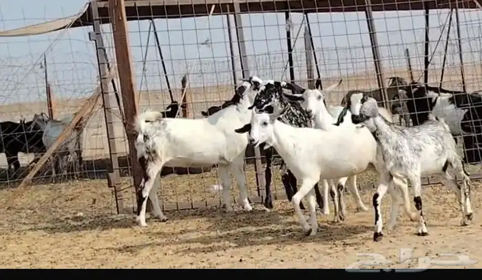 جفار جذعات دفيع كلها مراح واحد جم ماعد واحده 1250لراس 7