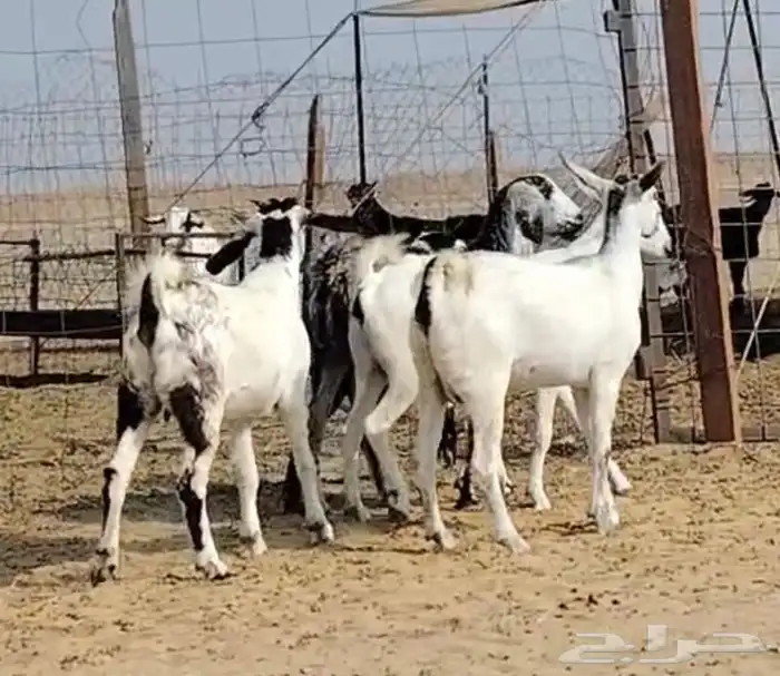 جفار جذعات دفيع كلها مراح واحد جم ماعد واحده 1250لراس 6