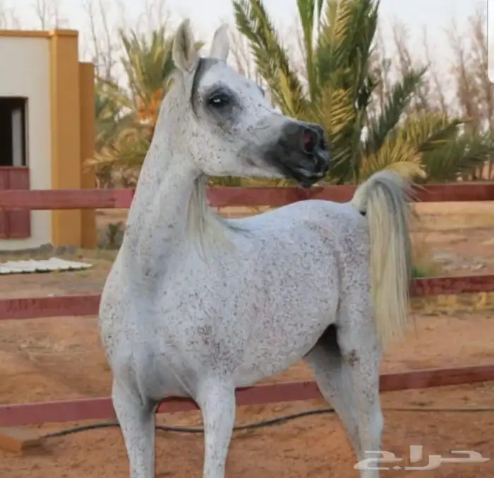 ايواء خيل 0