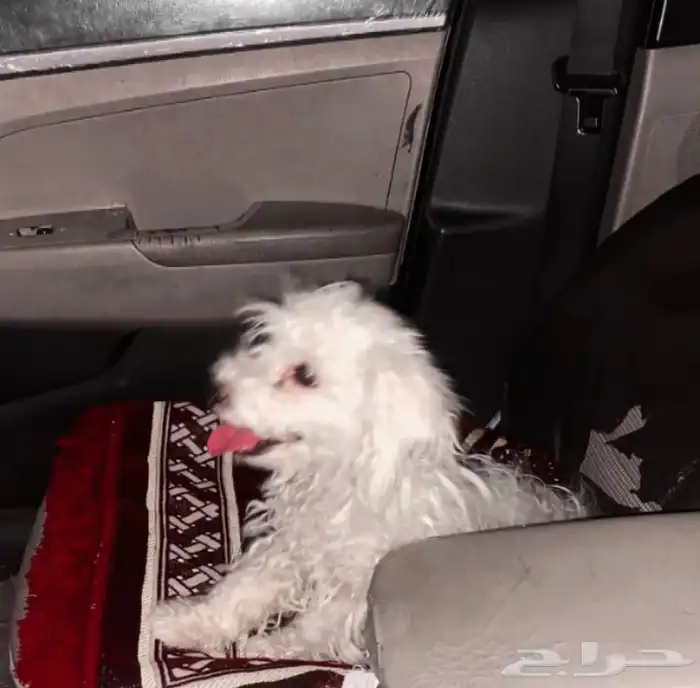 كلب جيرافون ماليزي نادر 0