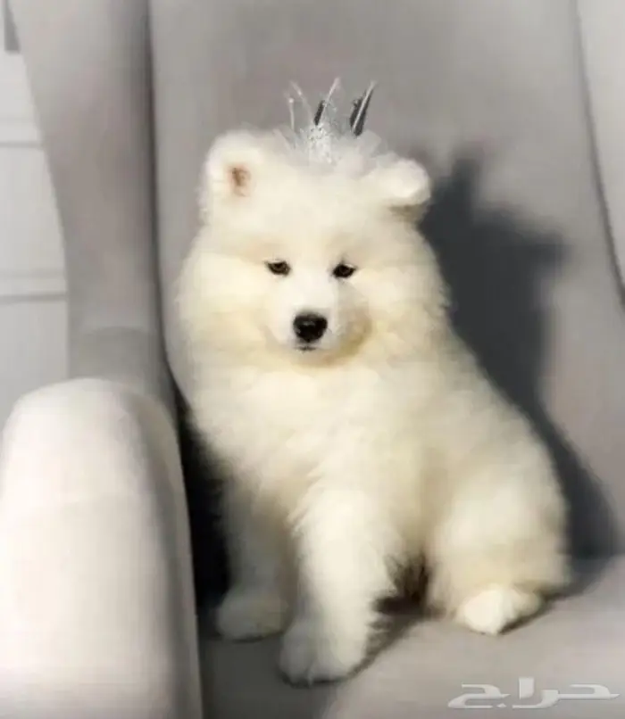 جراء سامويد فاخره استيراد روسيا 3