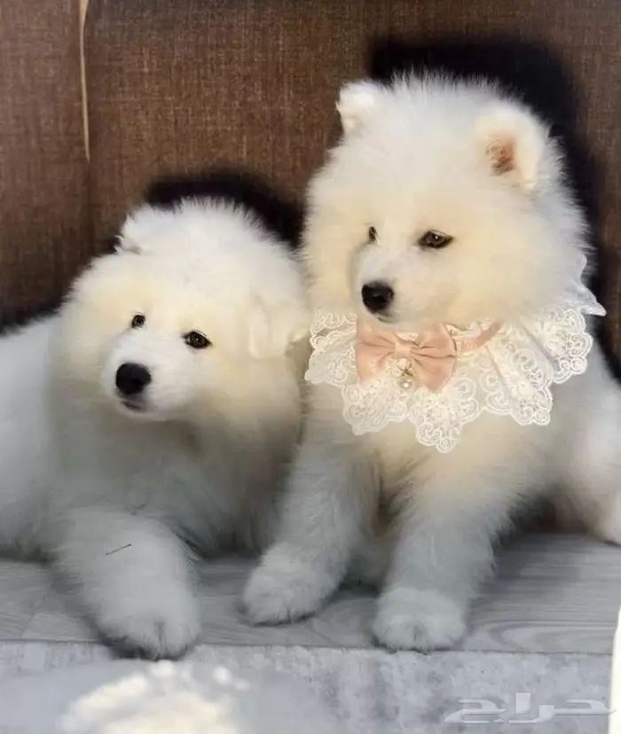 جراء سامويد فاخره استيراد روسيا 0