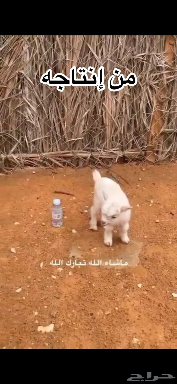 تيس قزم ابيض فاخر 1