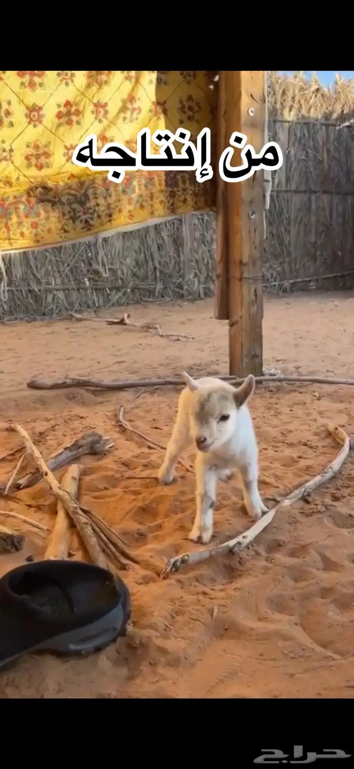 تيس قزم ابيض فاخر 2