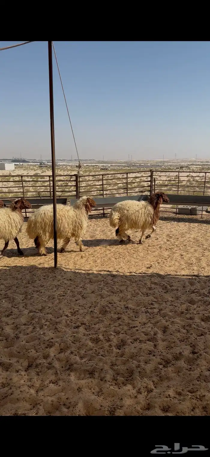 جذعات نعيم سمان 3