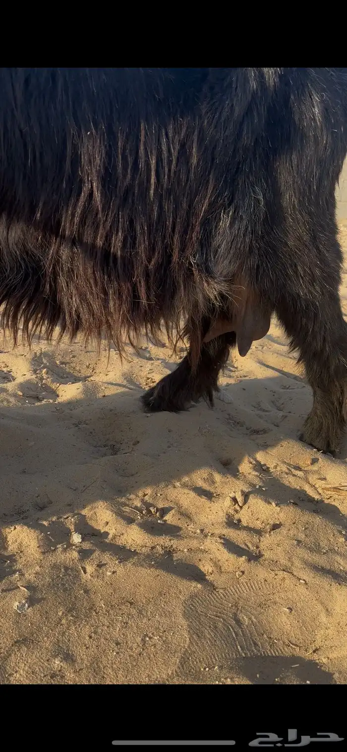 عارضيه متاومه 2