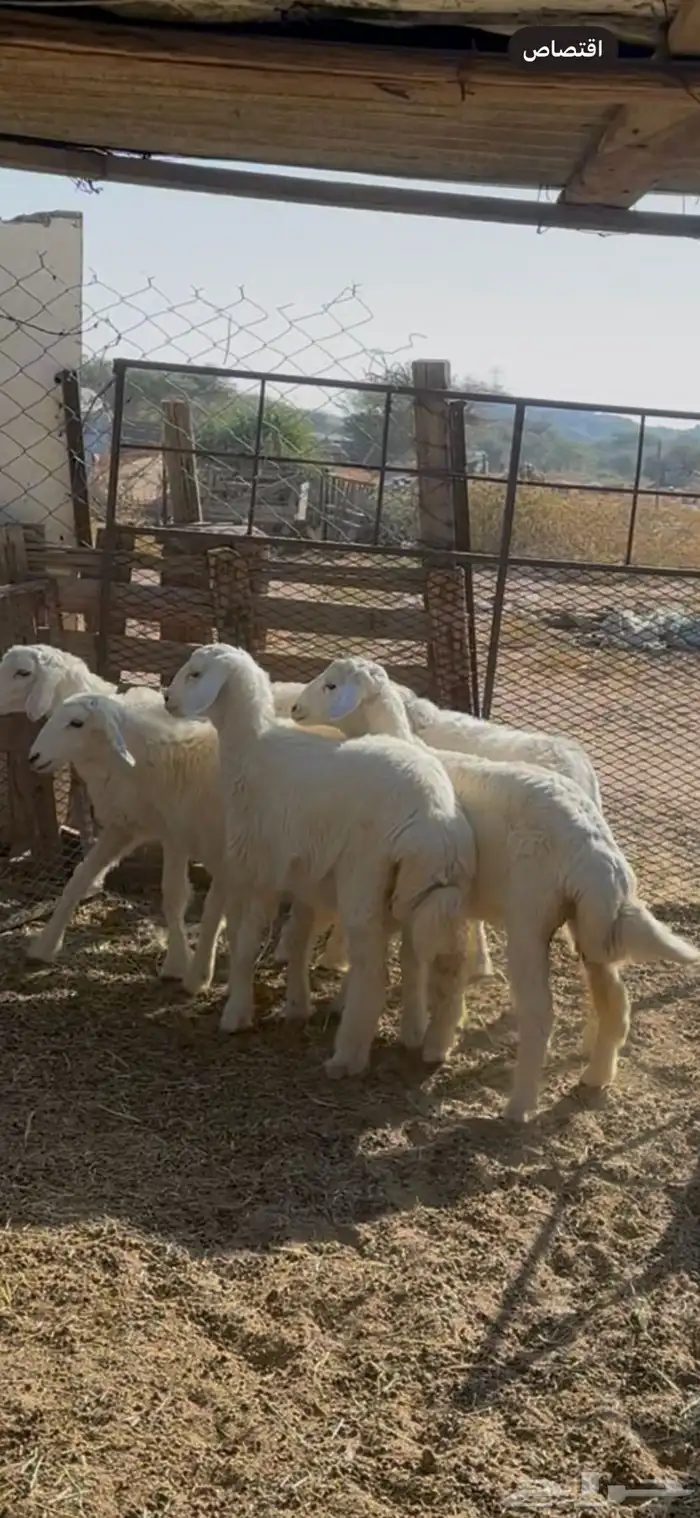 بهم حري كفو 2