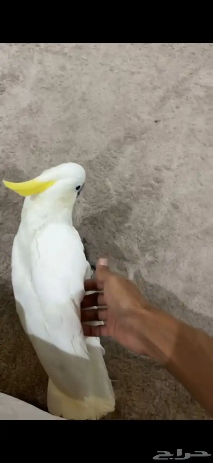 بغبغاء كوكاتو 7