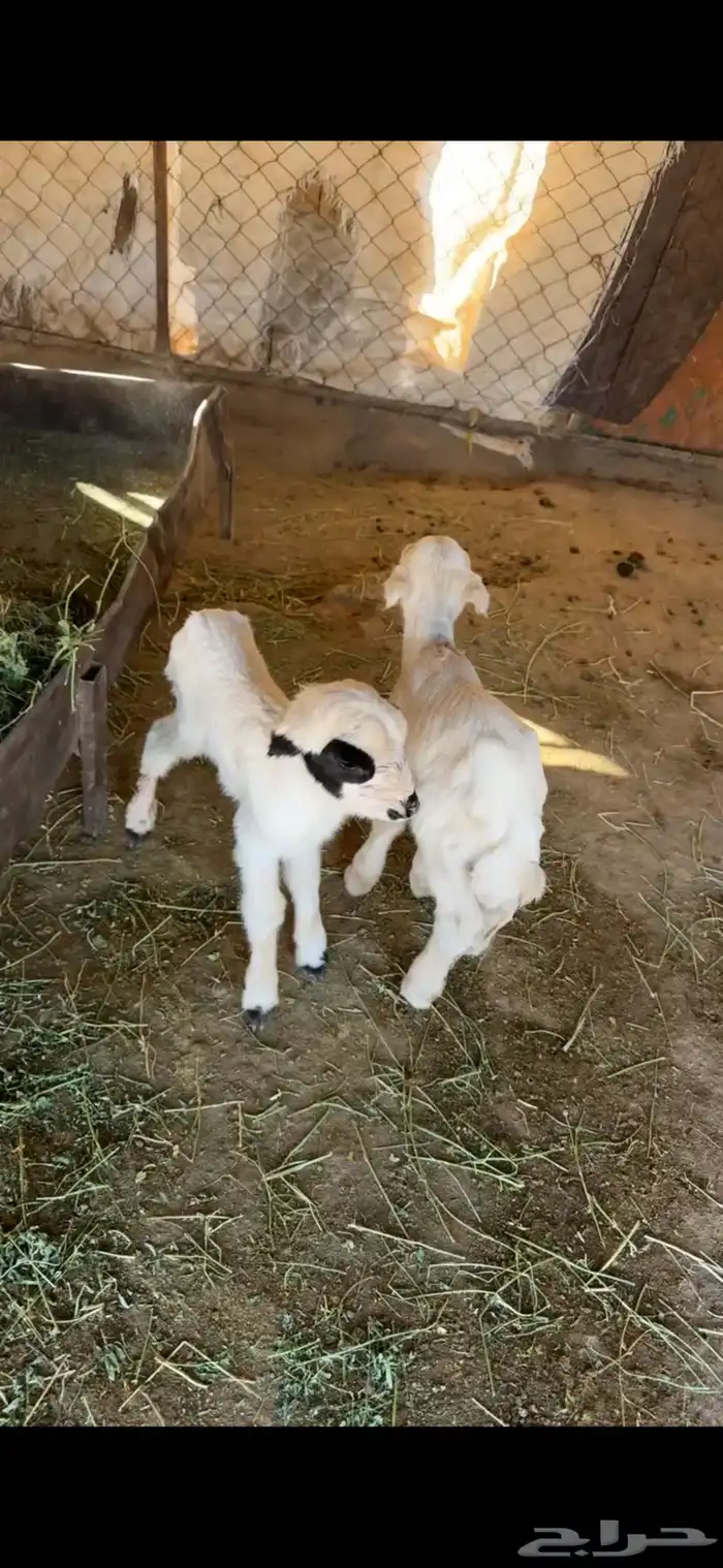 شاه تحتها رخل وخروف 4