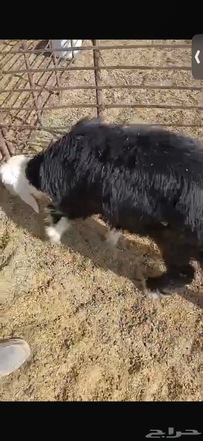 للبيع تيوس اثنين عمارهن شهرين ونص الا ثلاث اشهر ورخله 8