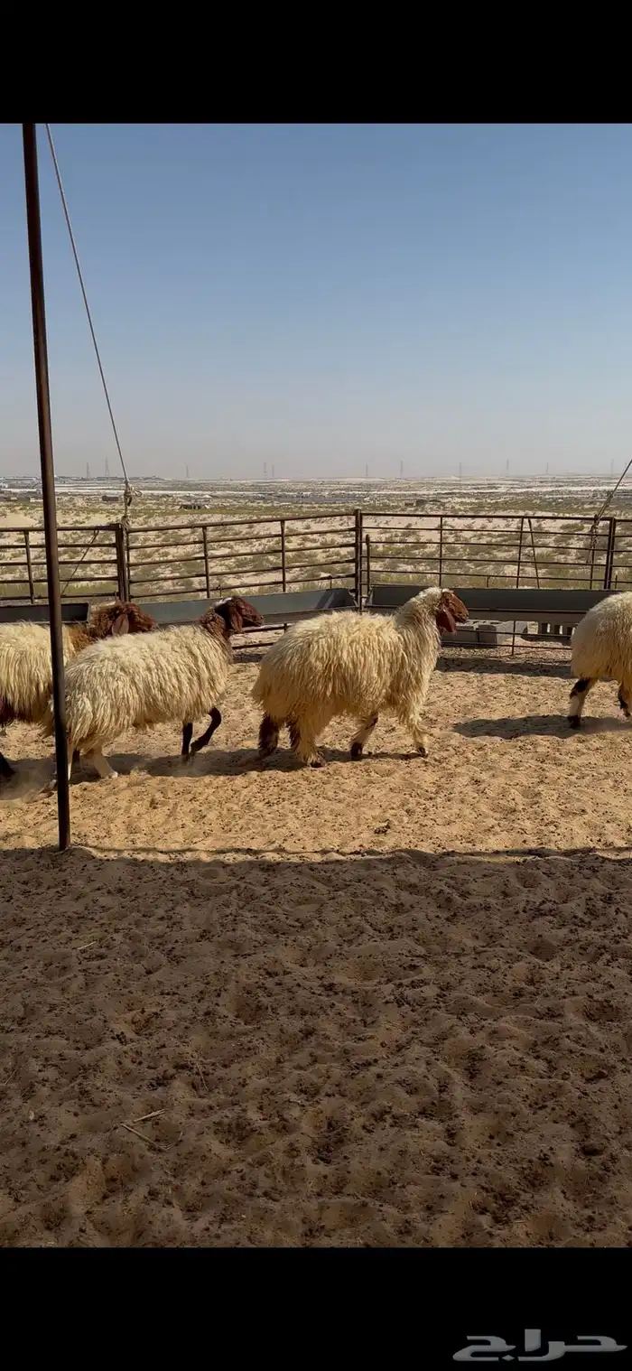 جذعات نعيم سمان 2