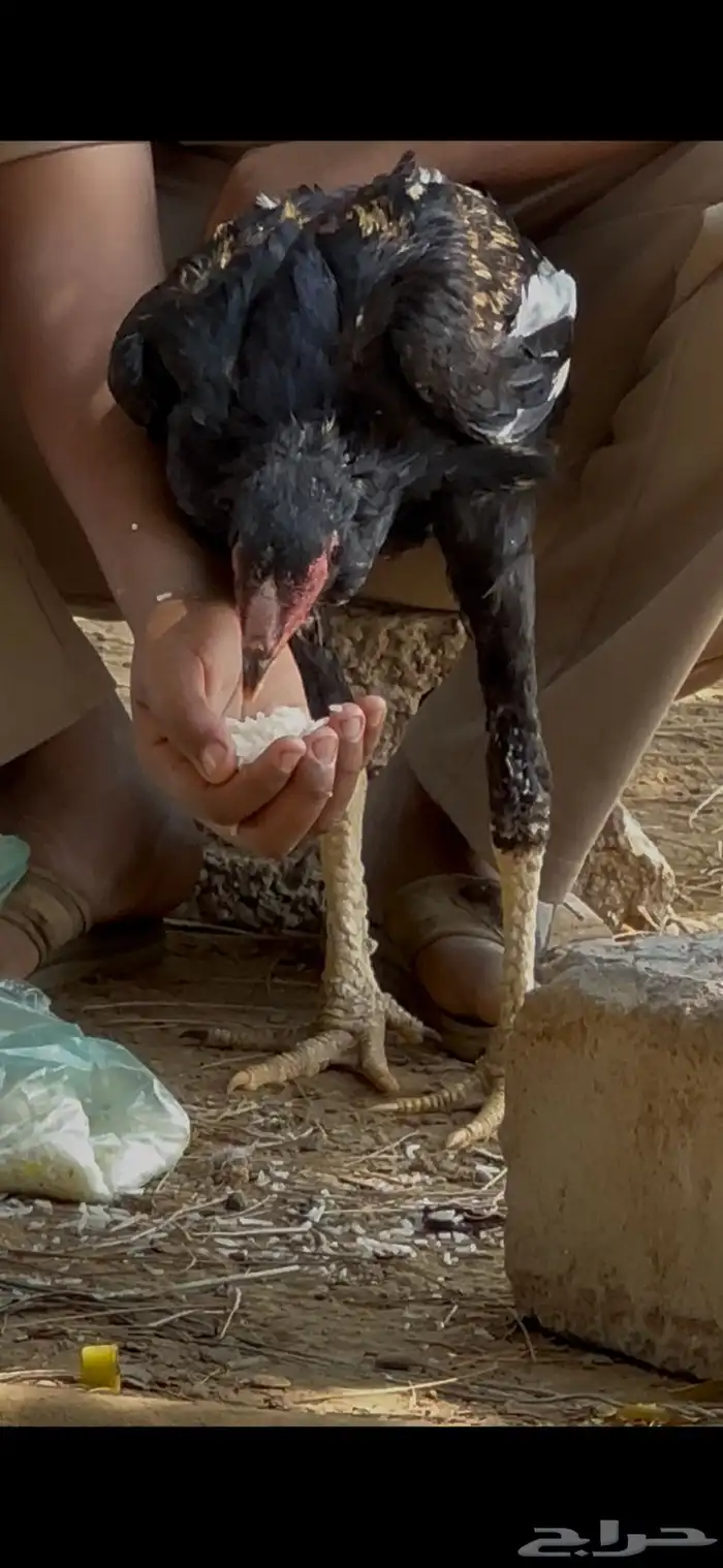 ديك شامو الماني 1