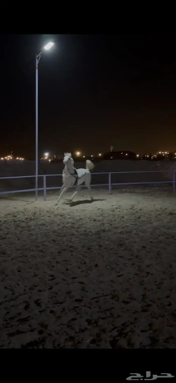 مهر عربي شعبي 1