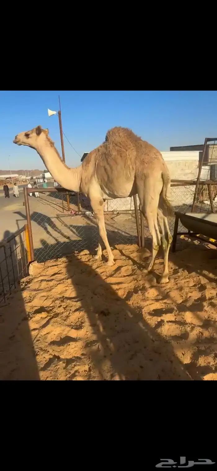 قعود بلدي كفو جدا مبدا ولا زواج 0