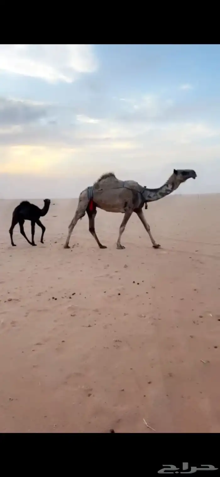 قعود اصفر دبياني 4