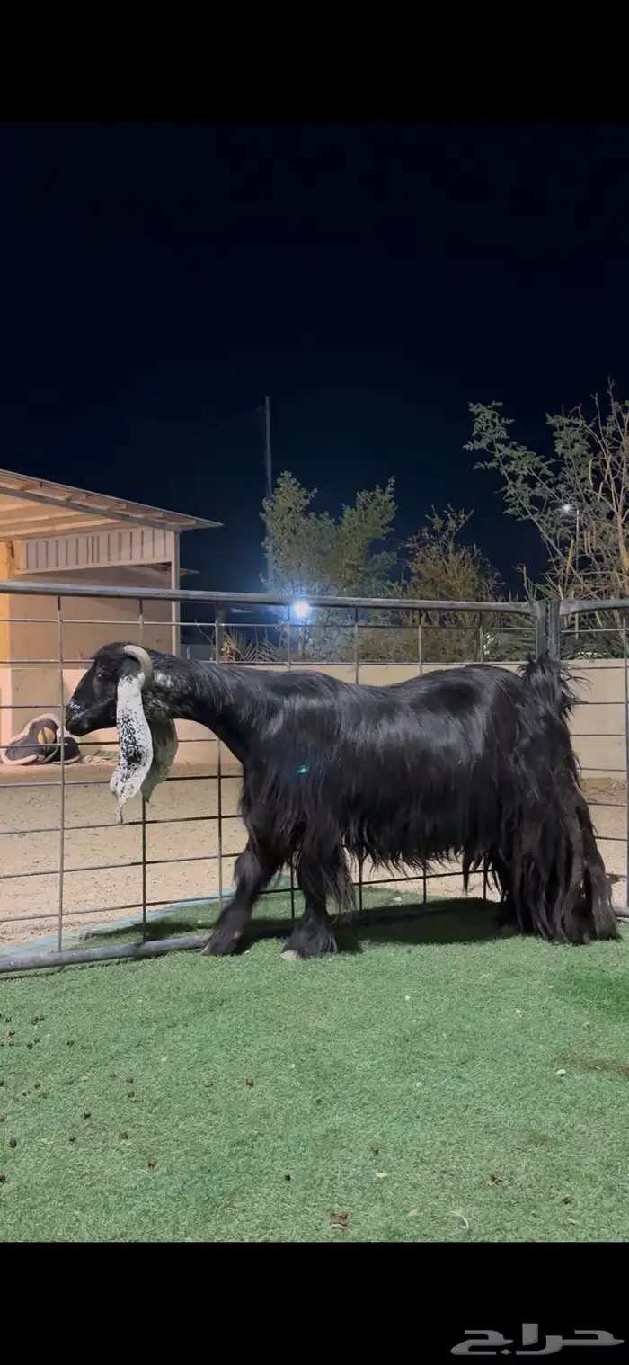 عنز عارضيه صنف خصم 2