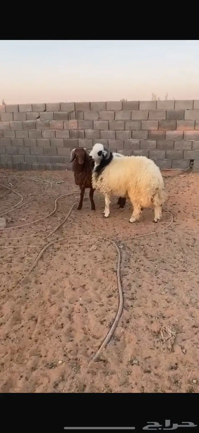 عدد 2 خرفان فوق 10 شهور 0