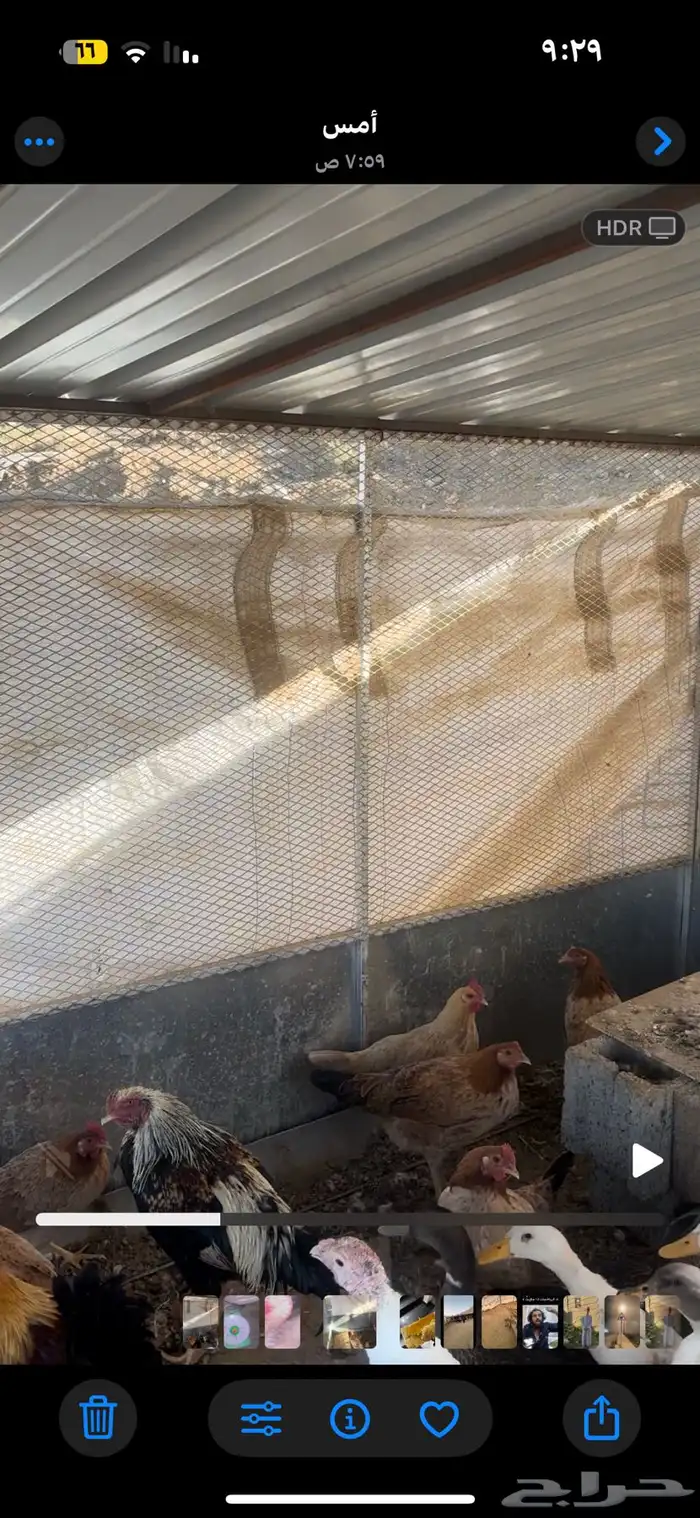 دجاج بلدي على بداية تبيض 1
