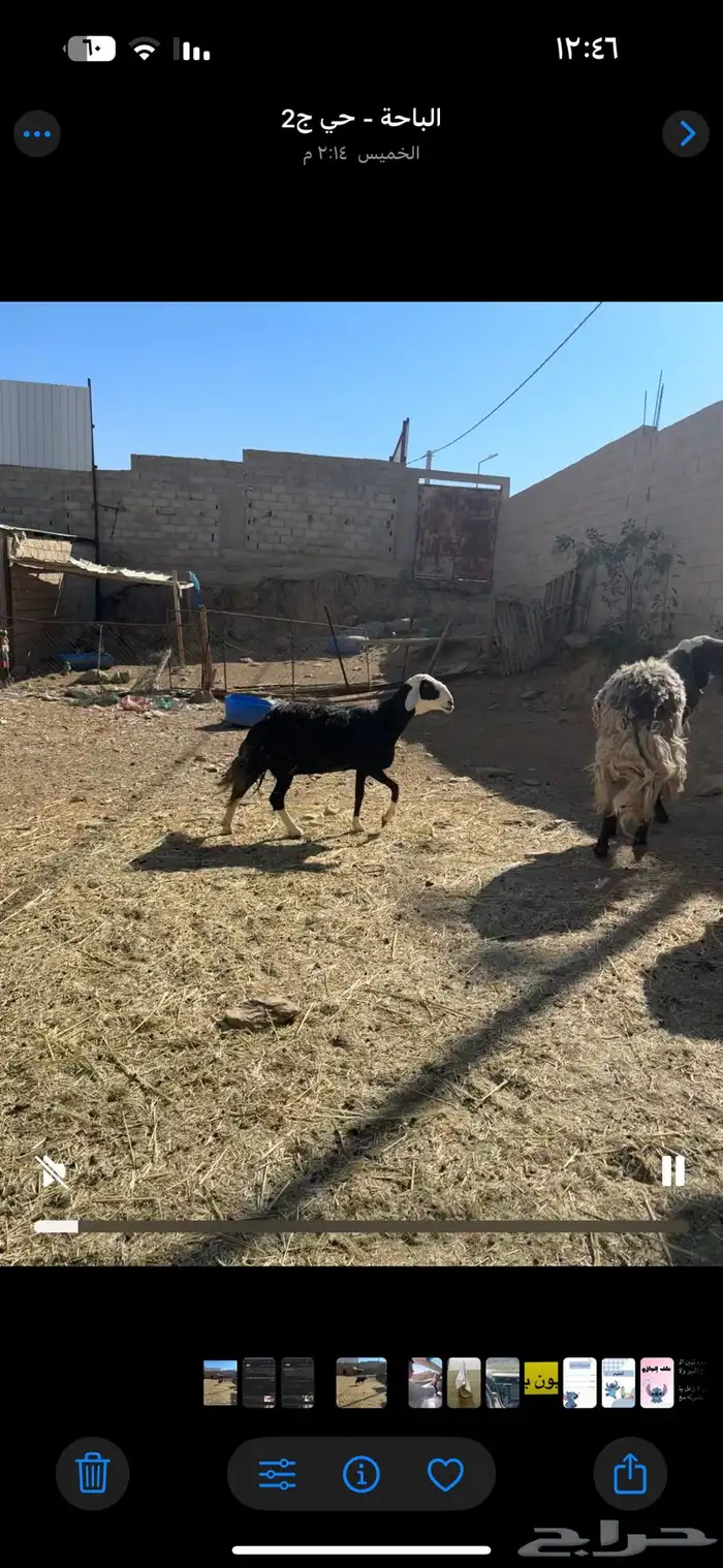 شاة نجدية 2