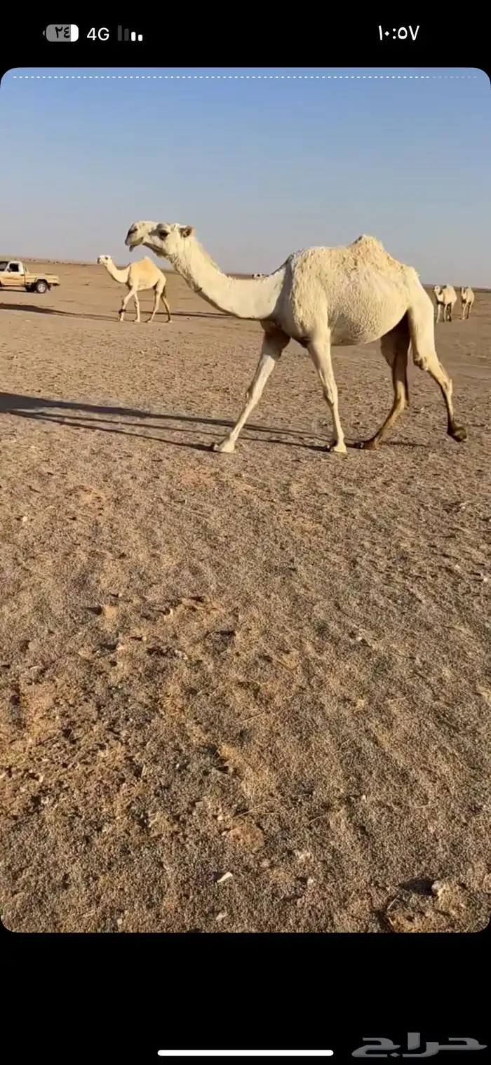 مطلوب خلفات 0