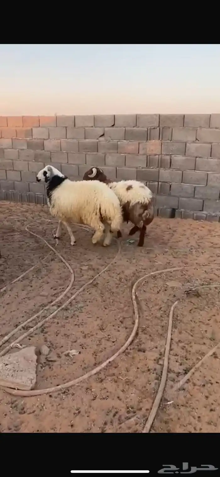 عدد 2 خرفان فوق 10 شهور 1