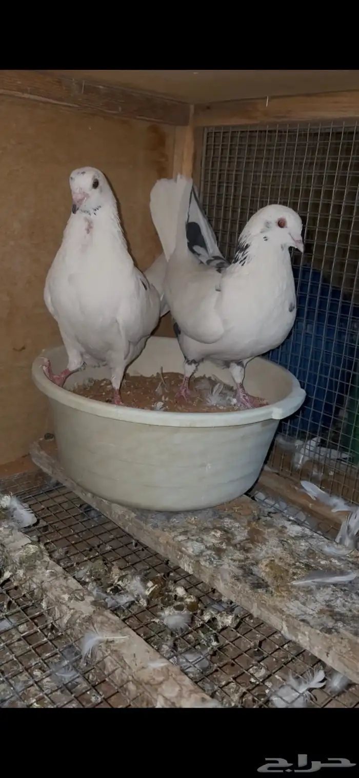 للبيع جوز حمام قطيفي 2