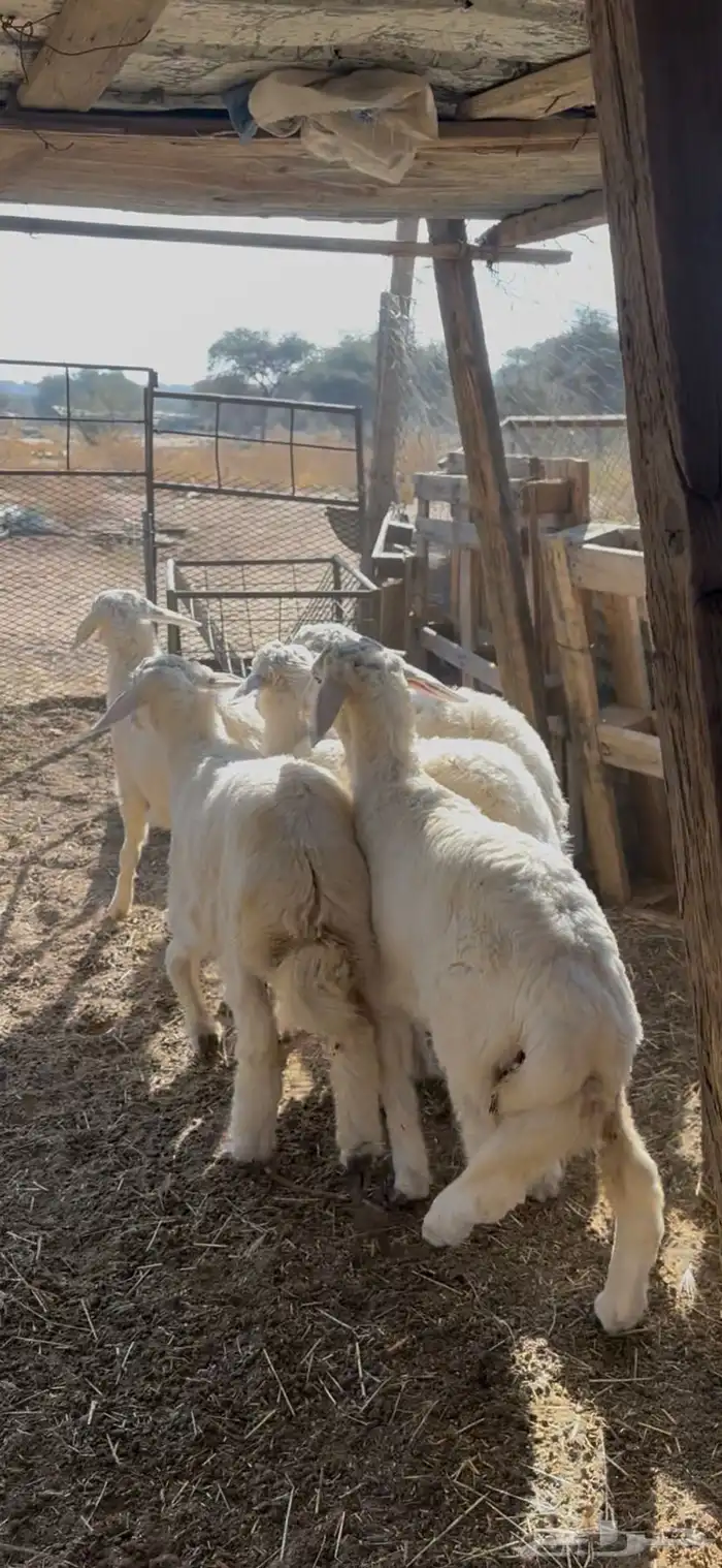 بهم حري كفو 1