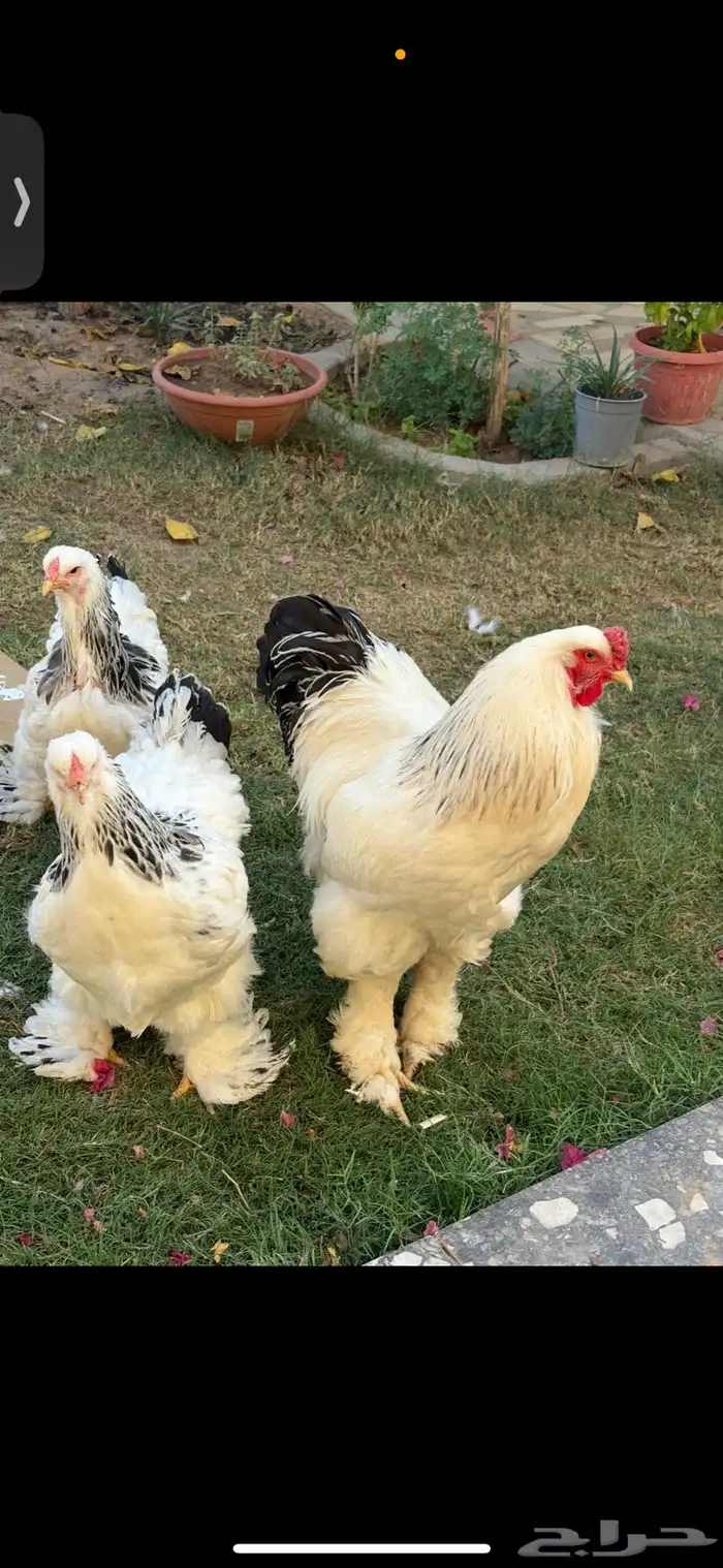 دجاج براهما 1