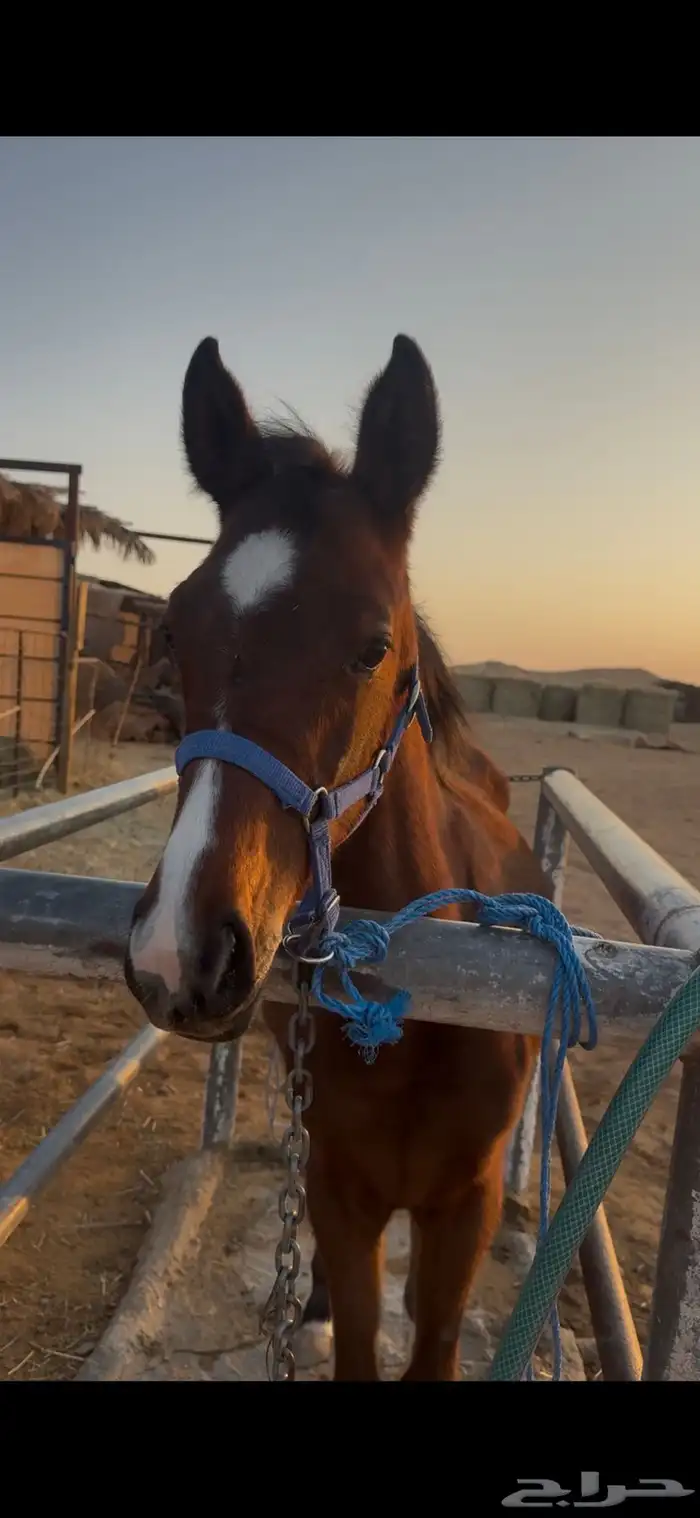 مهرة شعبي فاخره 0