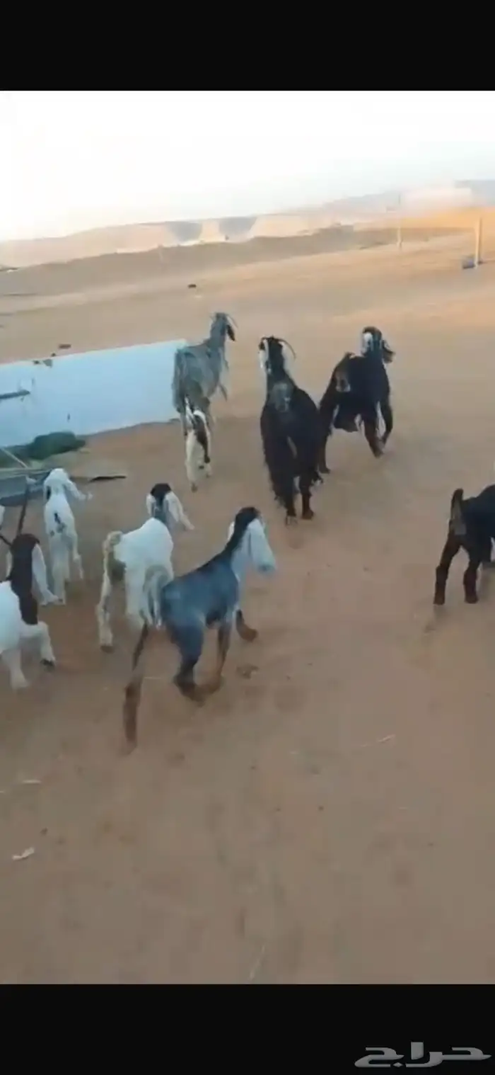 للبيع معزا متابيع 0