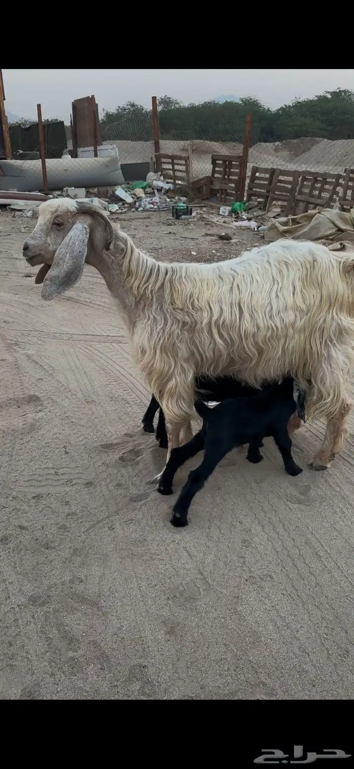 عنز مصريه فاخره والد متاومه تحتها 2 تيوس 1