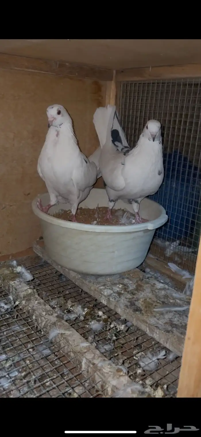 للبيع جوز حمام قطيفي 0