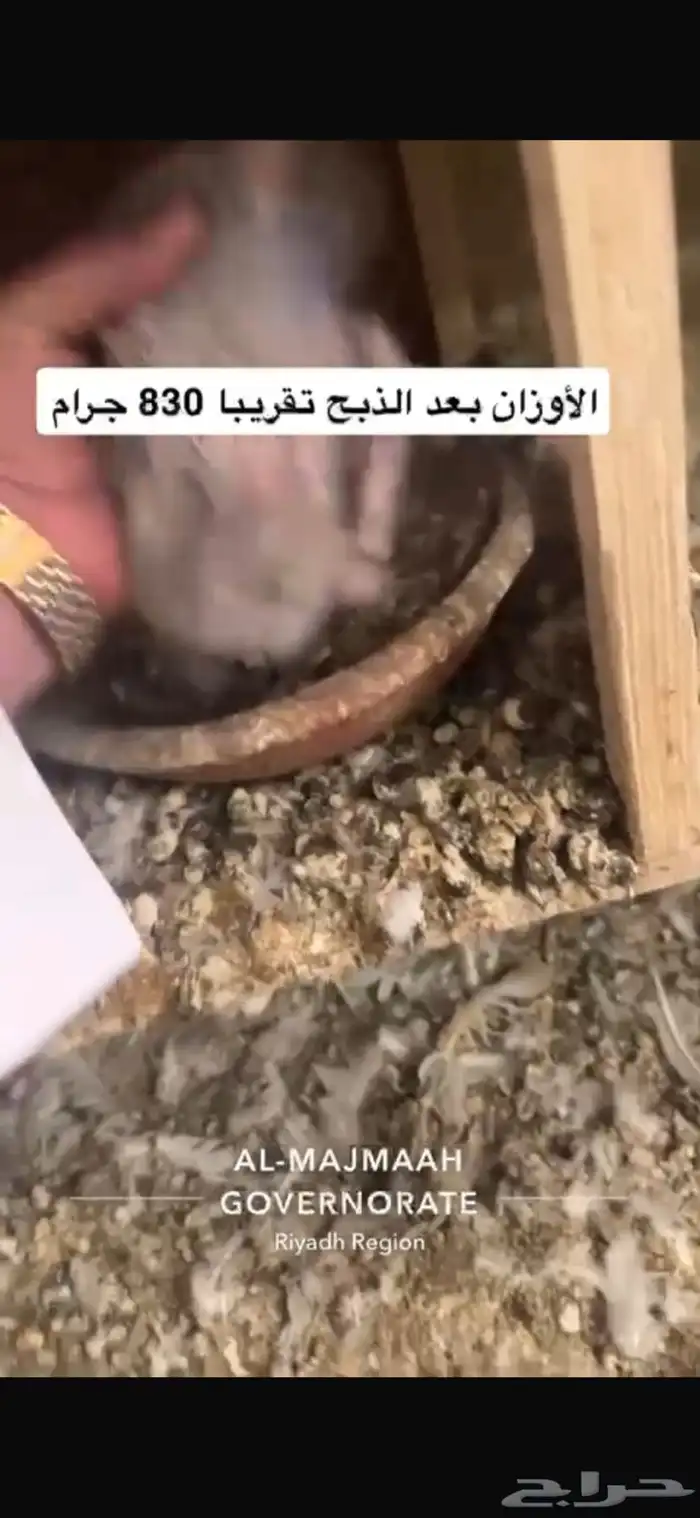 حمام سلفر فرنسي سوبر جامبو 15