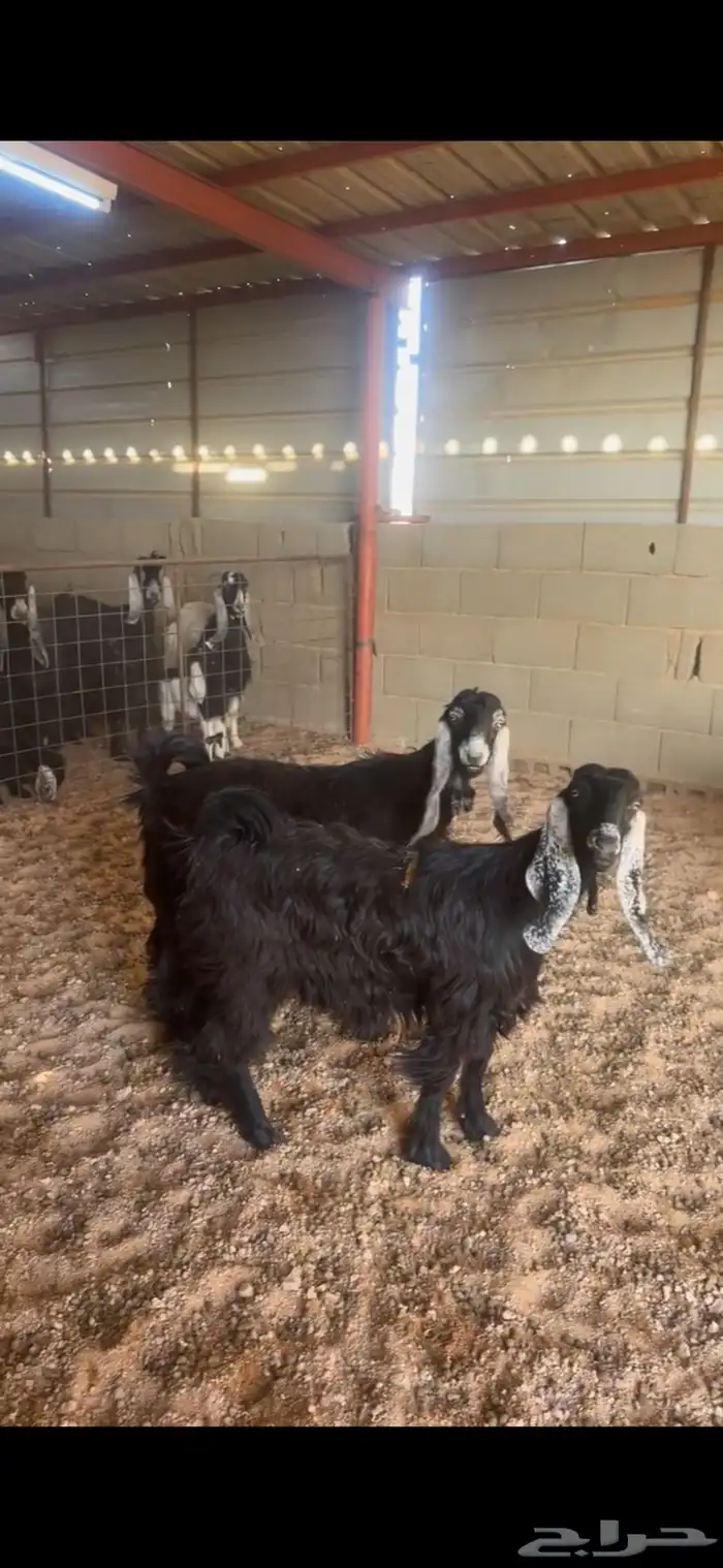 جفار جذعات 0