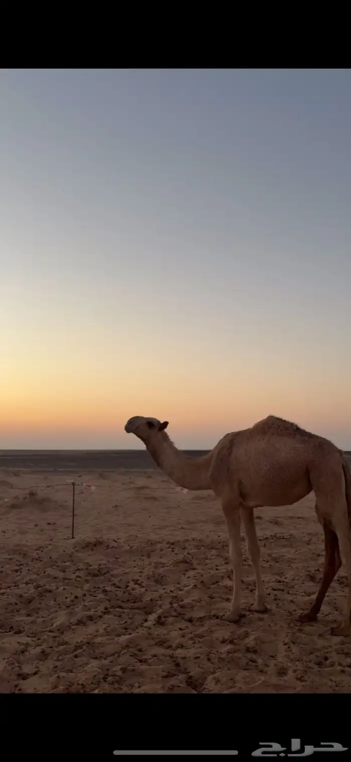 البكره العونيه بنت طياحان ابن وديد 1