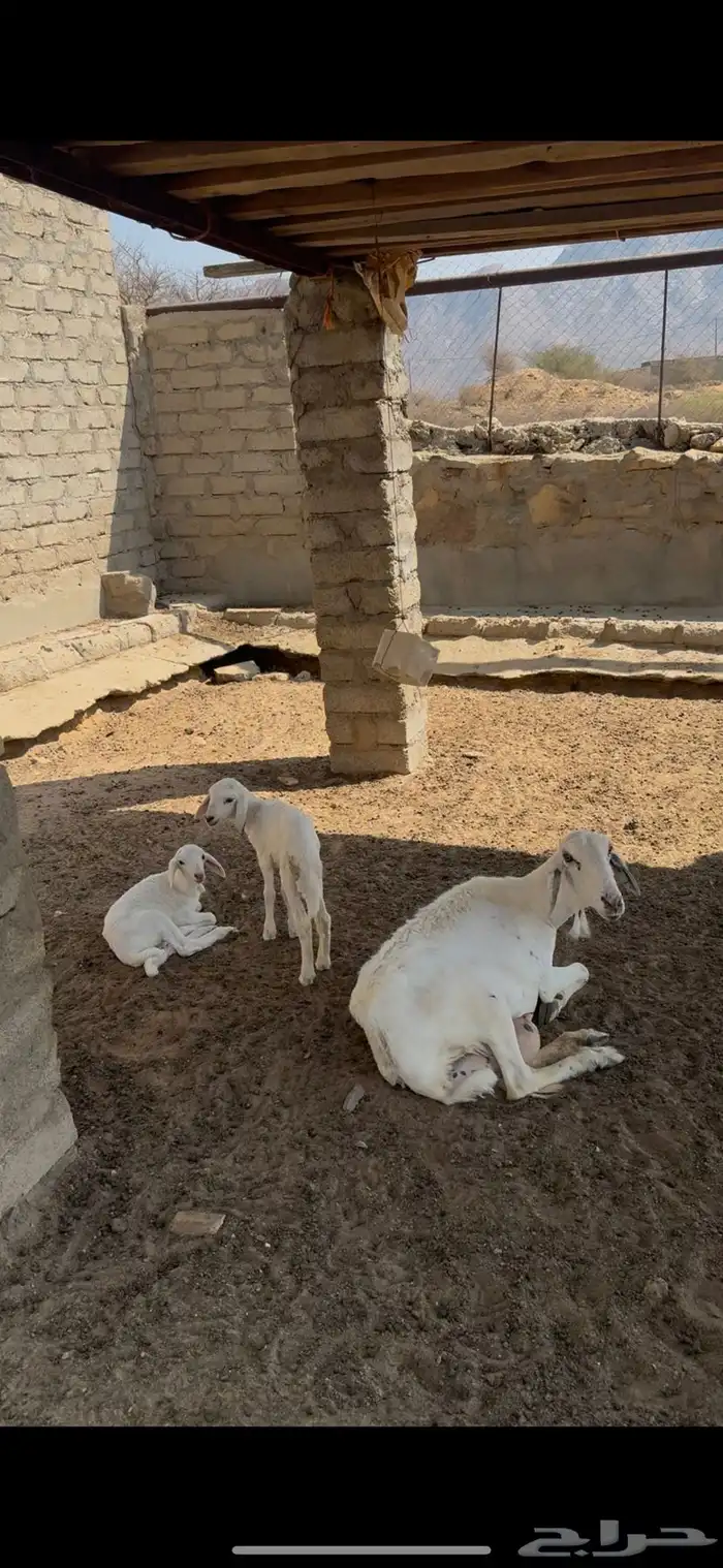 نعجه تحتها ثنتين رخال 0