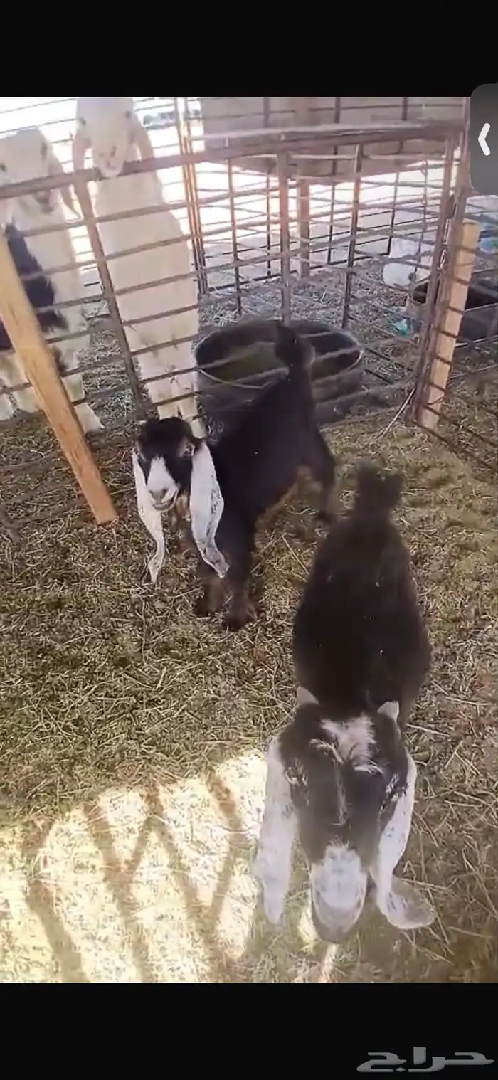 للبيع تيوس اثنين عمارهن شهرين ونص الا ثلاث اشهر ورخله 4