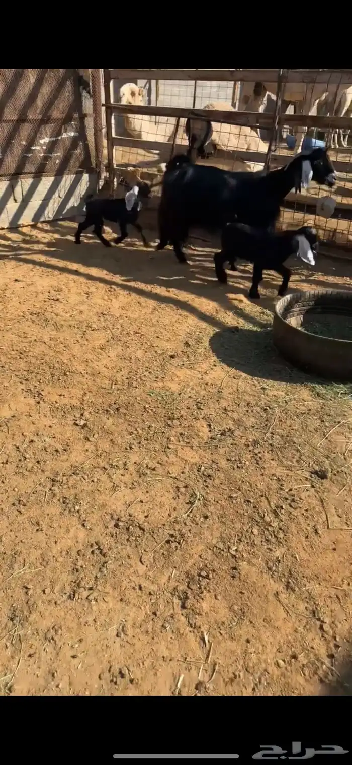 عنز متوم طيبه 0