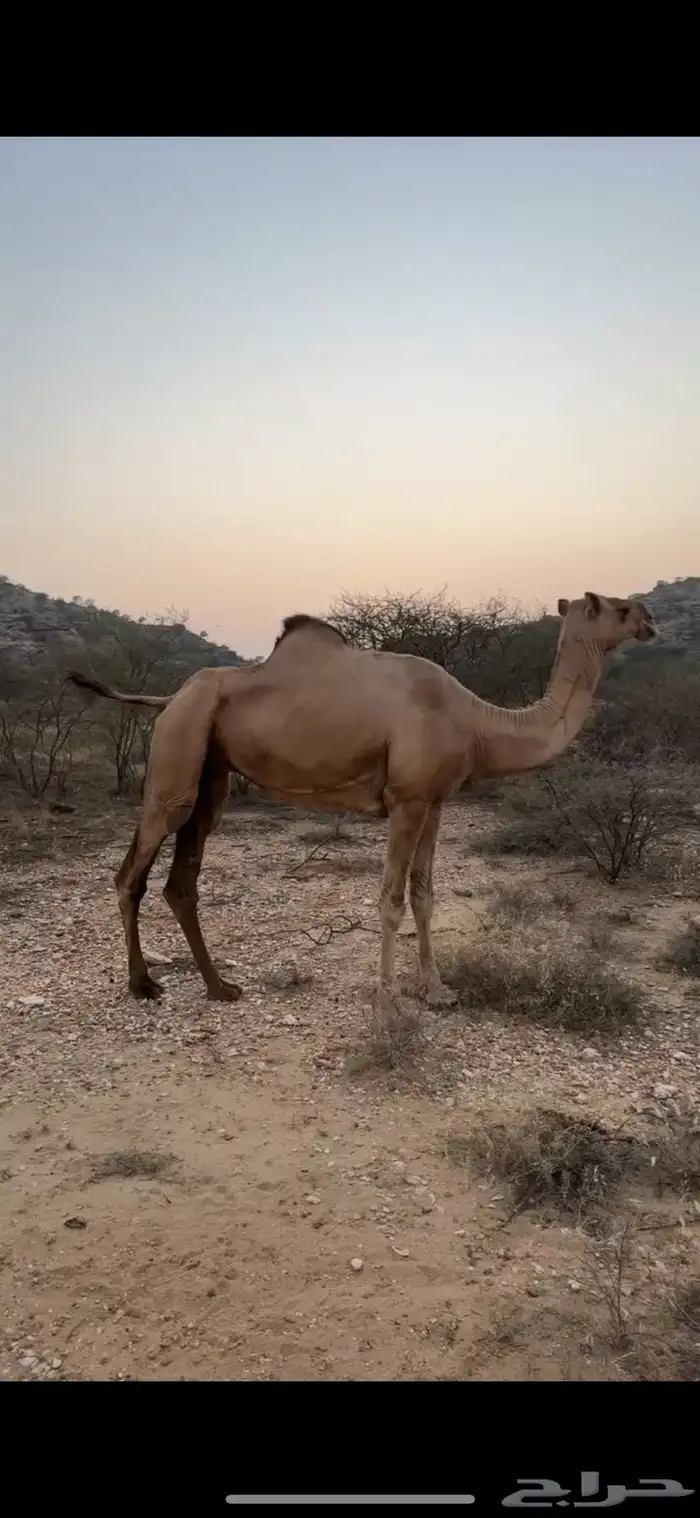 ناقه للبيع عاديه جنبه في 5 شهور 0