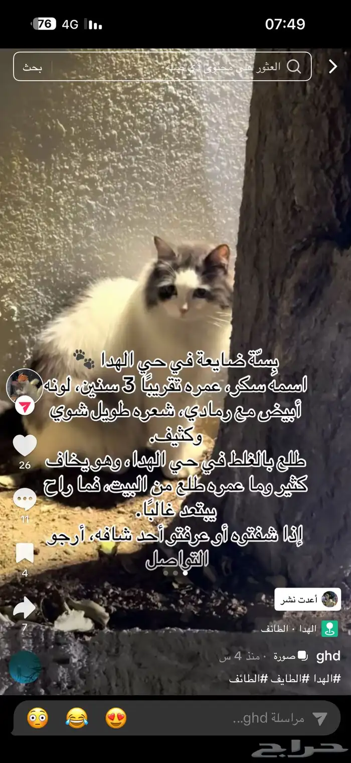 قط ضائع لونه ابيض رمادي 0