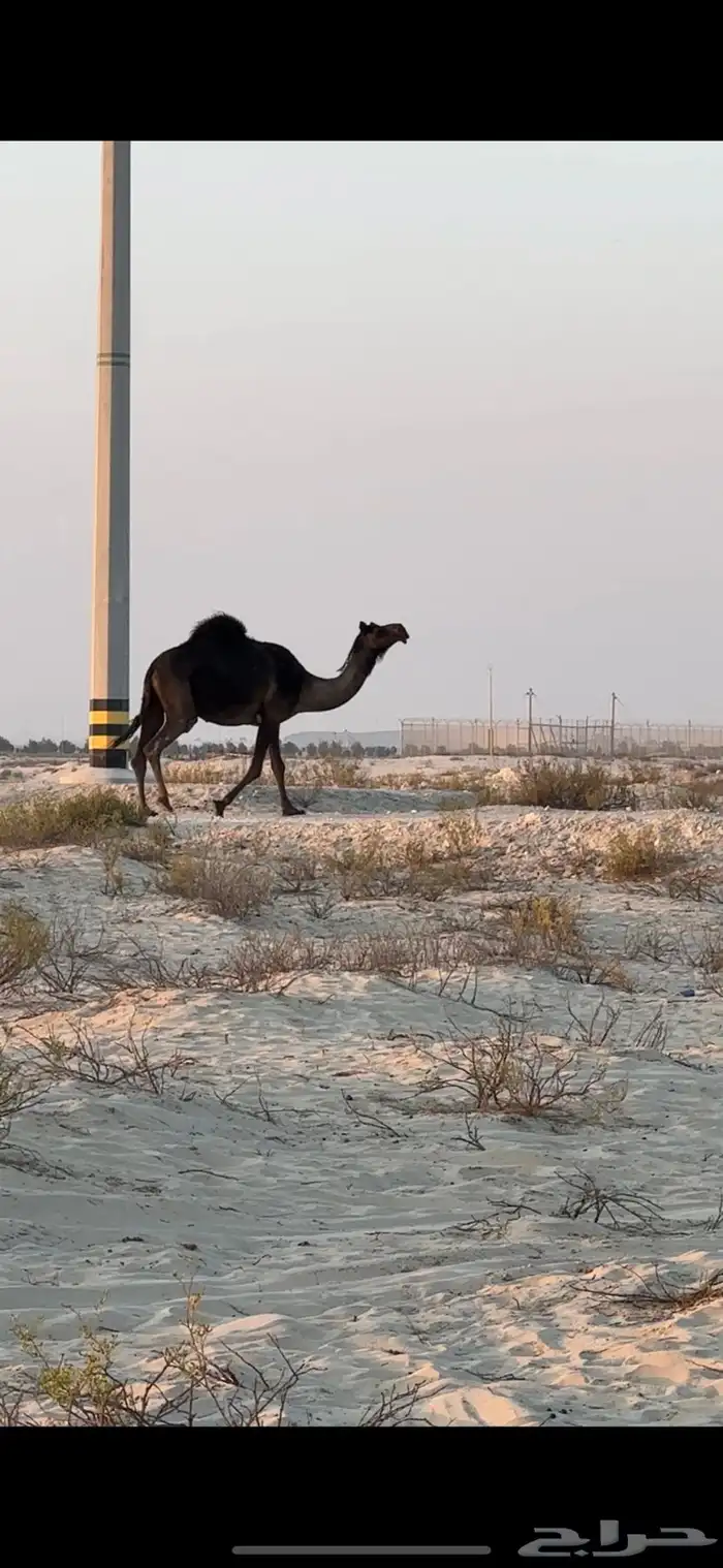 ناقه ملاقي ب ثالثها 5