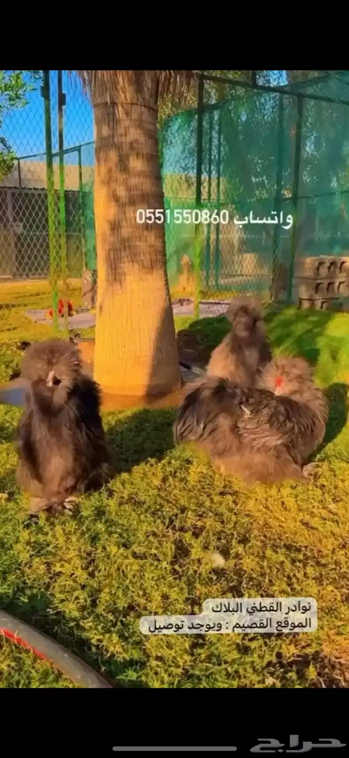 نوادر دجاج القطني الاسود 0