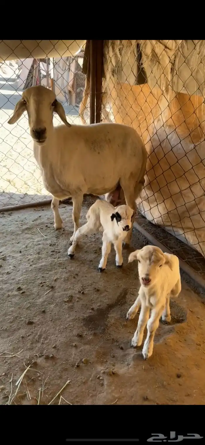 شاه تحتها رخل وخروف 1