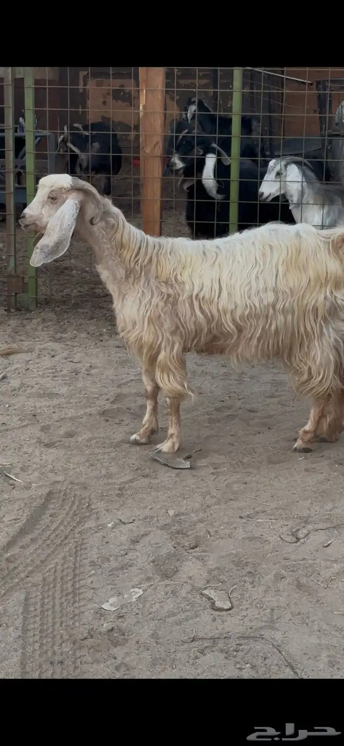 عنز مصريه فاخره والد متاومه تحتها 2 تيوس 2